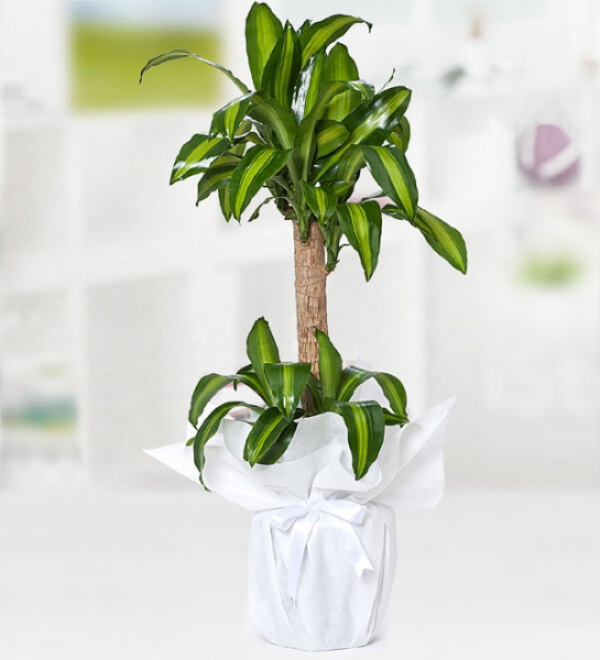 Yucca Mesengena