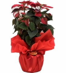 Atatürk Çiçeği (Euphorbia pulcherrima)